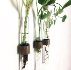 three glass vases with plants in them hanging on a wall next to each other