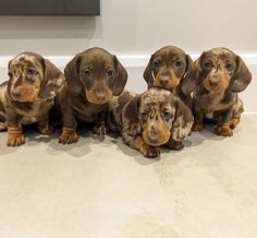 five dachshund puppies are sitting on the floor