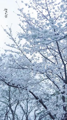 Snow Flowers Wallpaper, Snow Cherry Blossom, Snow Wallpaper, Jelly Wallpaper, Light Blue Aesthetic, Winter Scenery