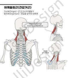 an image of the back and neck muscles in english, with instructions on how to use it