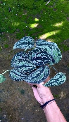 a hand holding up a green and white plant