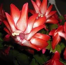 a bunch of red flowers with green leaves