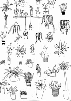 black and white drawing of potted plants hanging on a shelf with succulents