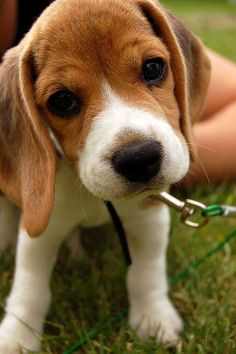 a small brown and white dog standing on top of a grass covered field next to a person