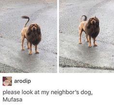 two pictures of a dog standing in the middle of an empty parking lot, one is looking at another dog