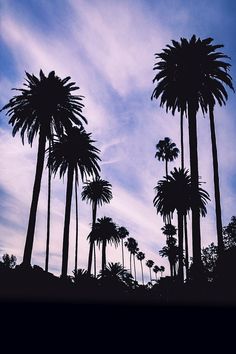 silhouettes of palm trees against a blue sky