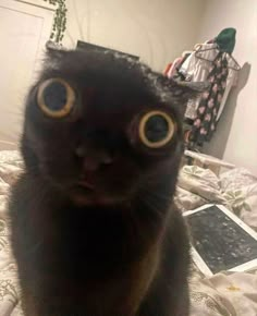 a close up of a cat with big eyes and an odd look on it's face