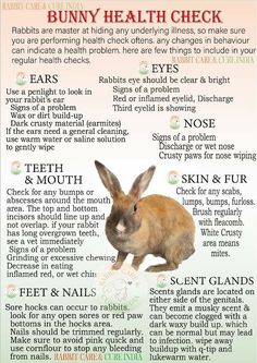 the bunny health check for rabbits and other animals is shown in this graphic above it's description