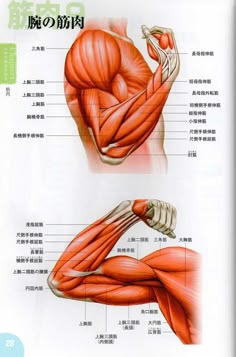 the muscles are labeled in chinese and english