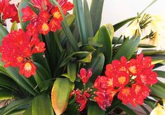 red and yellow flowers are in a pot