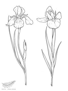 two flowers are shown in this black and white drawing, one has long thin stems