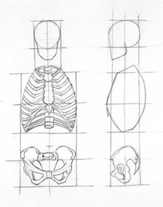 four different views of the human body and their corresponding muscles, including the torso, head, and chest