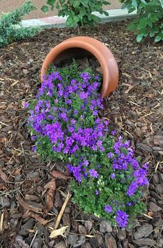 purple flowers growing out of the ground in a pot