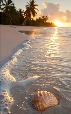 a seashell on the beach at sunset with palm trees in the background