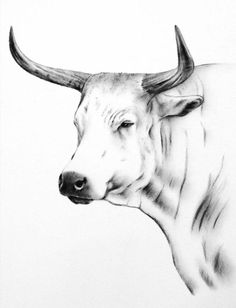 a black and white drawing of a bull's head