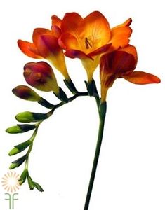 an orange flower with green stems on a white background