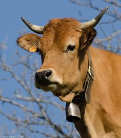 a brown cow with horns standing next to a tree