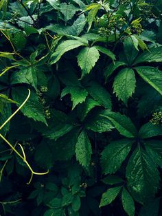 green leaves are growing on the side of a wall in front of some bushes and trees