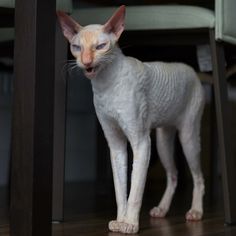 a hairless cat standing under a table looking at the camera with its mouth open