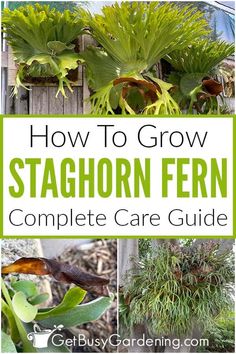 how to grow staghorn fern complete care guide for beginners and gardeners