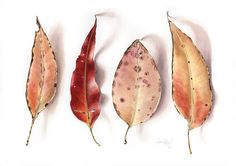 three different types of leaves are shown in this image, one is red and the other is yellow