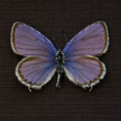 a blue and brown butterfly sitting on top of a black surface