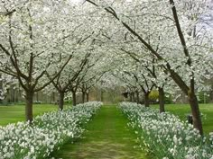 the path is lined with white flowers and trees in bloom on both sides of the walkway