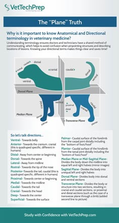 an info sheet describing the different types of dogs and how they are used to treat them