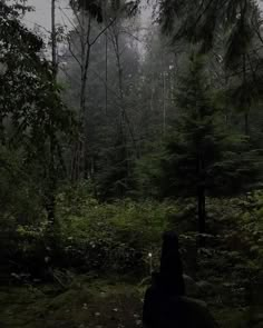 a person standing in the middle of a forest on a foggy day with trees