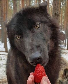 a person feeding a strawberry to a dog in the snow with trees in the background