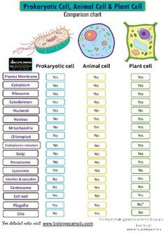 an animal cell and plant cell worksheet for kids to learn how to use it