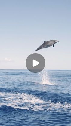 a dolphin jumping out of the water