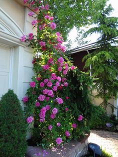 pink flowers growing on the side of a house