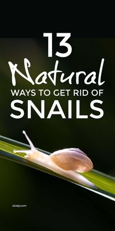 a snail sitting on top of a green leaf with the words 13 natural ways to get rid