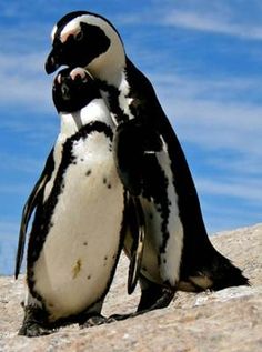 two penguins standing next to each other on top of a rocky hill with blue sky in the background