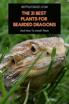 an iguana in the grass with text overlay that reads, the best plants for bearded dragones and how to install them