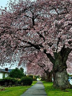 the trees are blooming along the sidewalk