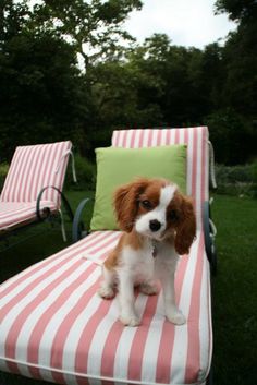 a small dog sitting on top of a pink and white striped chaise lounger