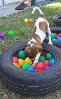 a brown and white dog standing on top of two tires filled with colored balls in the grass