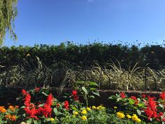 many different flowers and plants in a garden with blue sky behind the fenced off area