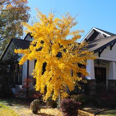 a yellow tree in front of a white house