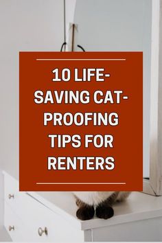 a cat sitting on top of a dresser with the words 10 life saving cat proofing tips for renters