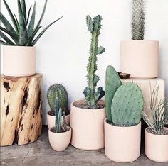 there are many different types of cactus in the pots