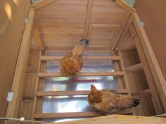 two chickens in a wooden coop looking at each other