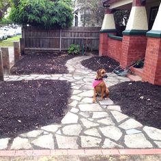 a dog sitting in the middle of a yard with mulch and dirt around it