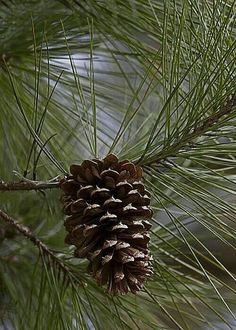 a pine cone hanging from a tree branch