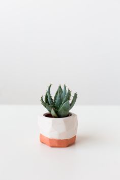 a small potted plant sitting on top of a white table