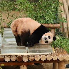 a panda bear sitting on top of a wooden bench