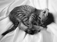 a small kitten sleeping on top of a white bed sheet in black and white photo