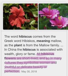 the word hibiscus comes from the greek word hibisks, meaning mallow, as the plant is from the mellow family